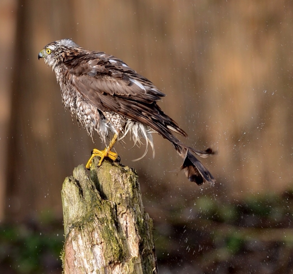 Sperwer - Vogels - Sperwer