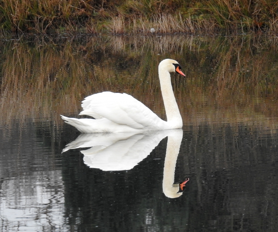 Spiegelbeeld - Vogels - Knobbelzwaan
