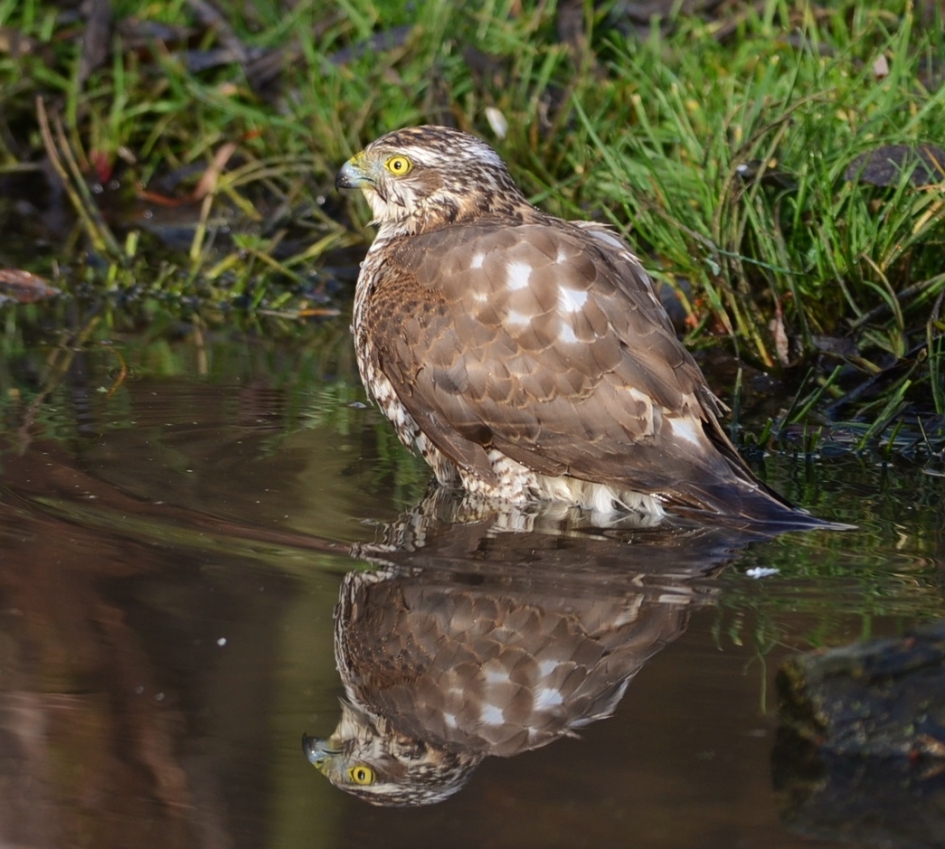 Spiegelbeeld - Vogels - Sperwer