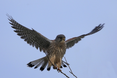 Spreading his wings ...