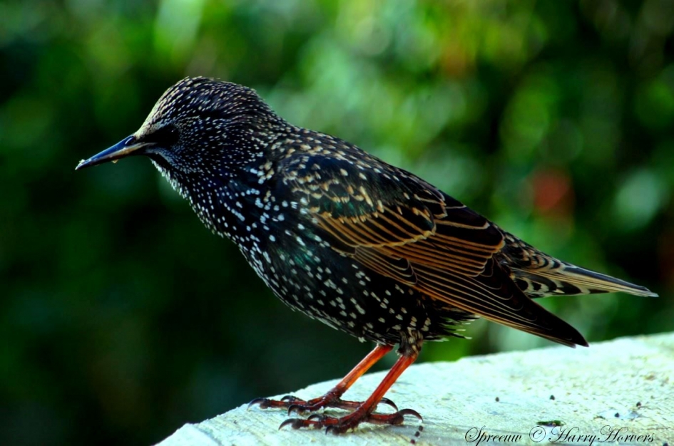 Spreeuw - Vogels - Spreeuw