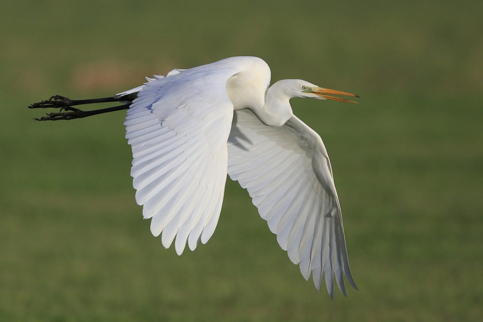 Sprekend Zilver ... - Vogels - Grote Zilverreiger