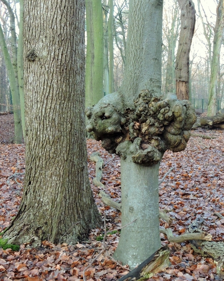 Sprekend(e) gezichten