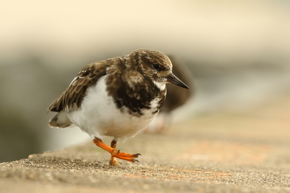 steenloper - Vogels - 