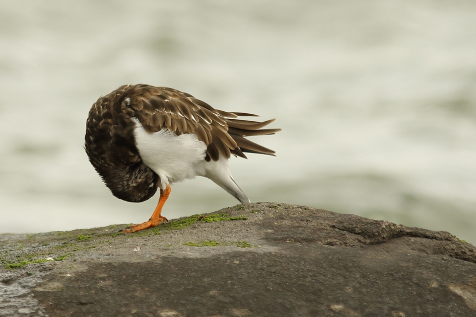 steenloper - Vogels - 