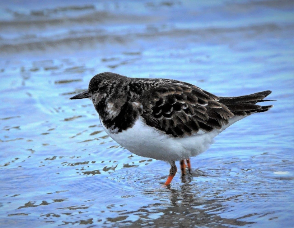 Steenloper - Vogels - Steenloper