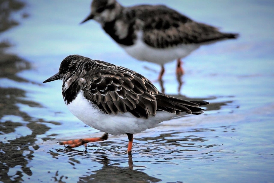 Steenlopertjes - Vogels - Steen loper