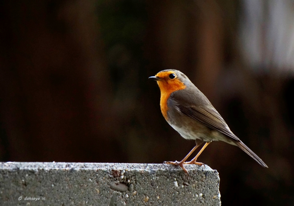 Territorium - Vogels - 