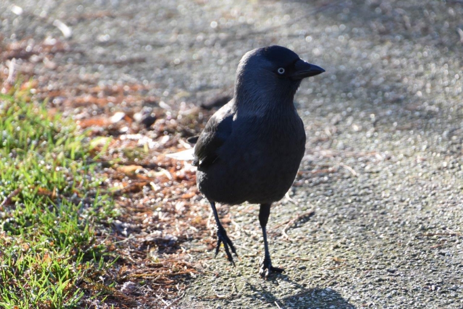 Toch een zonnetje.. - Vogels - Kauw