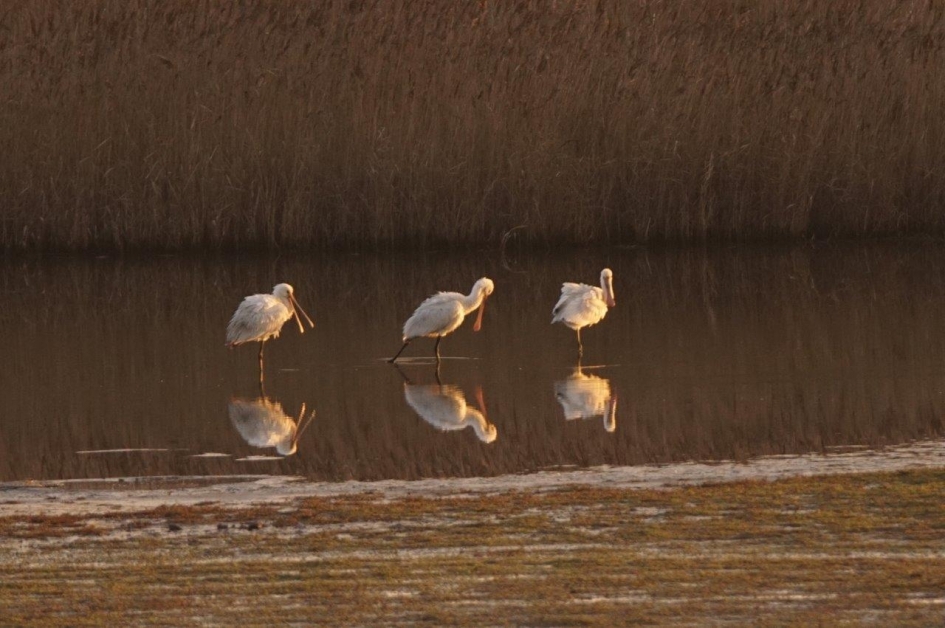 Toilet maken - Vogels - Lepelaars