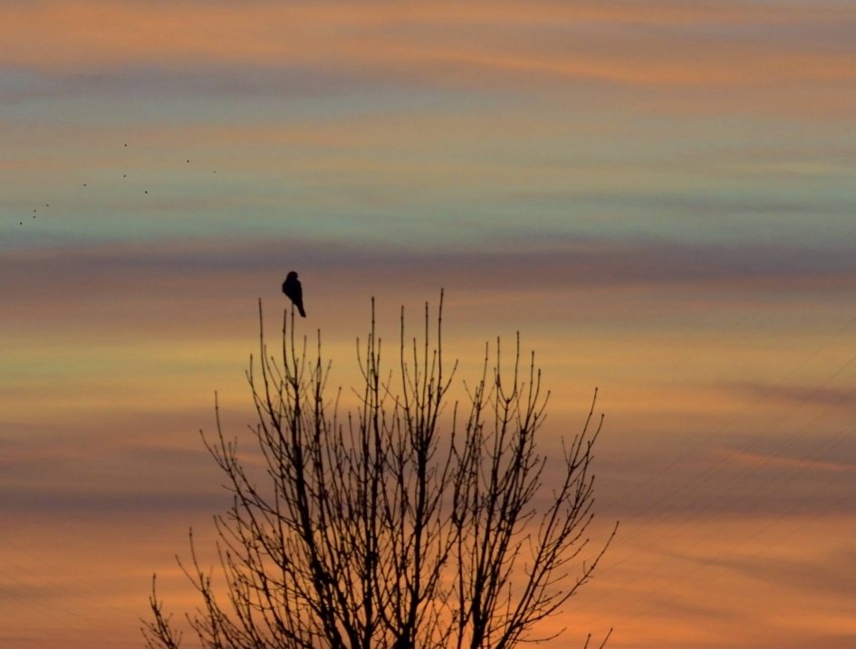 Torenvalk geniet van de mooie Pakjesavondlucht. - Weer en landschap - 