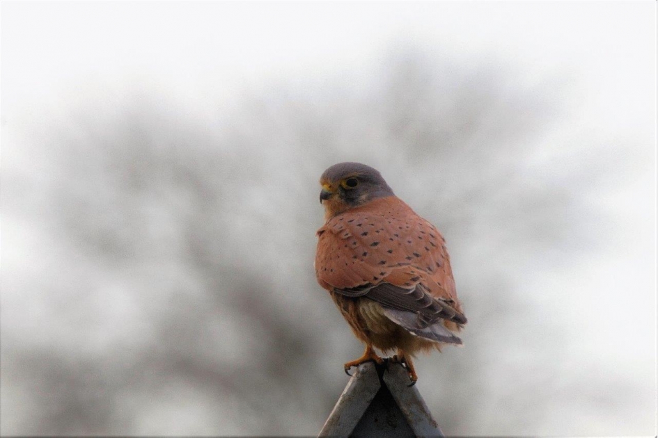 Torenvalk man - Vogels - Torenvalk