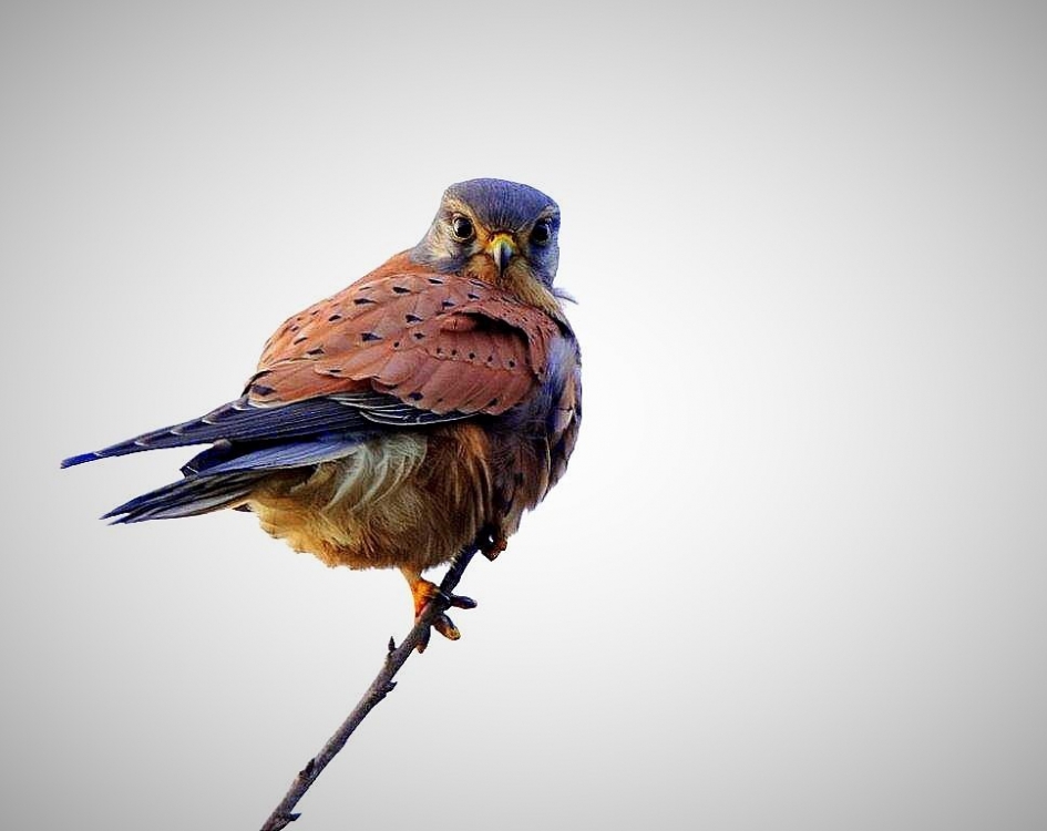Torenvalk Man - Vogels - Torenvalk