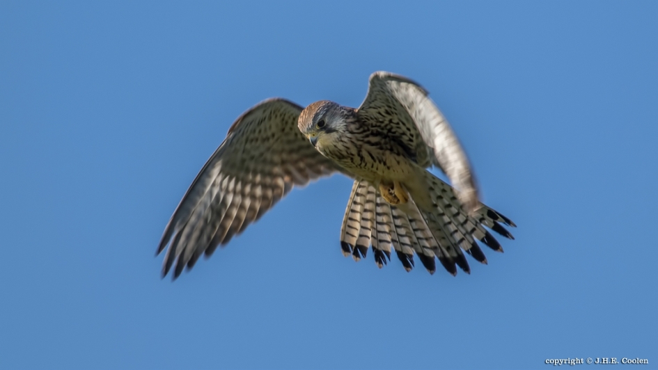 Torenvalk(je) - Vogels - Torenvalkje