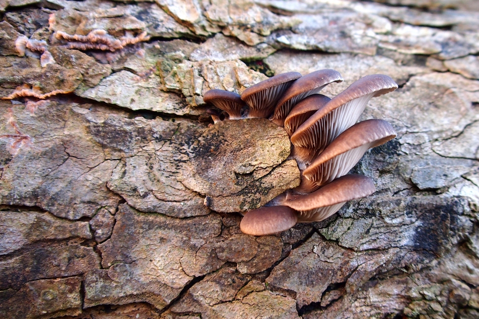 Tussen het schors - Schimmels - Oesterzwam