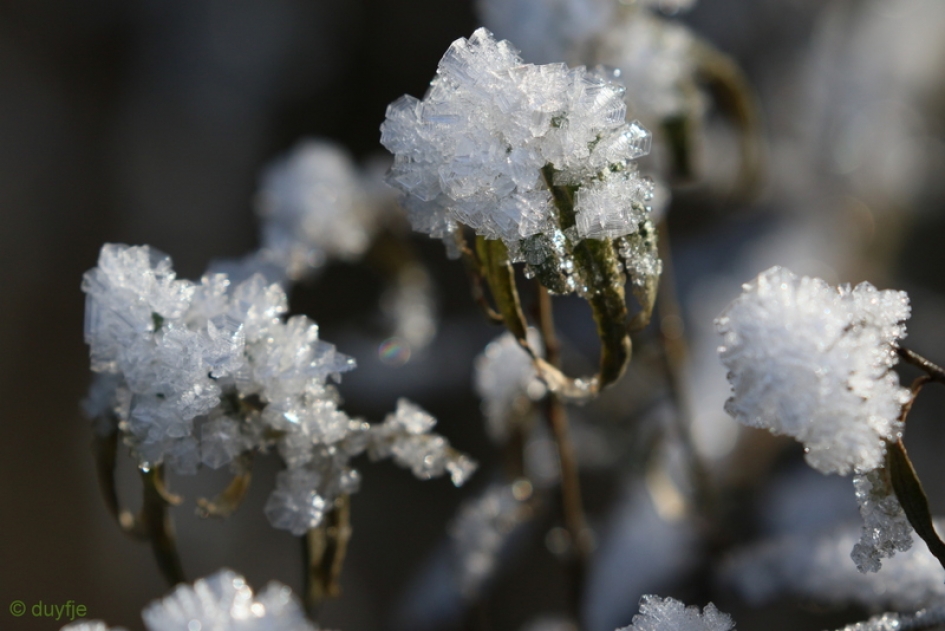tweede "bloei" - Planten - 