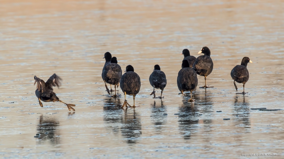 Uitglijder - Vogels - Meerkoet