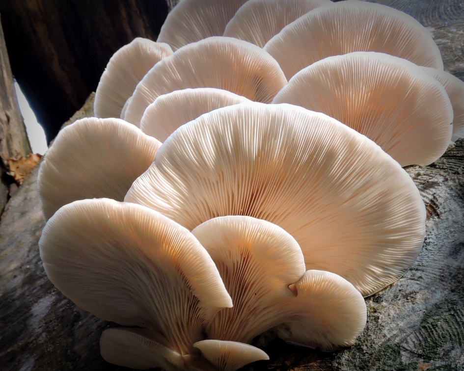 Van onderen - Schimmels - Gewone oesterzwam