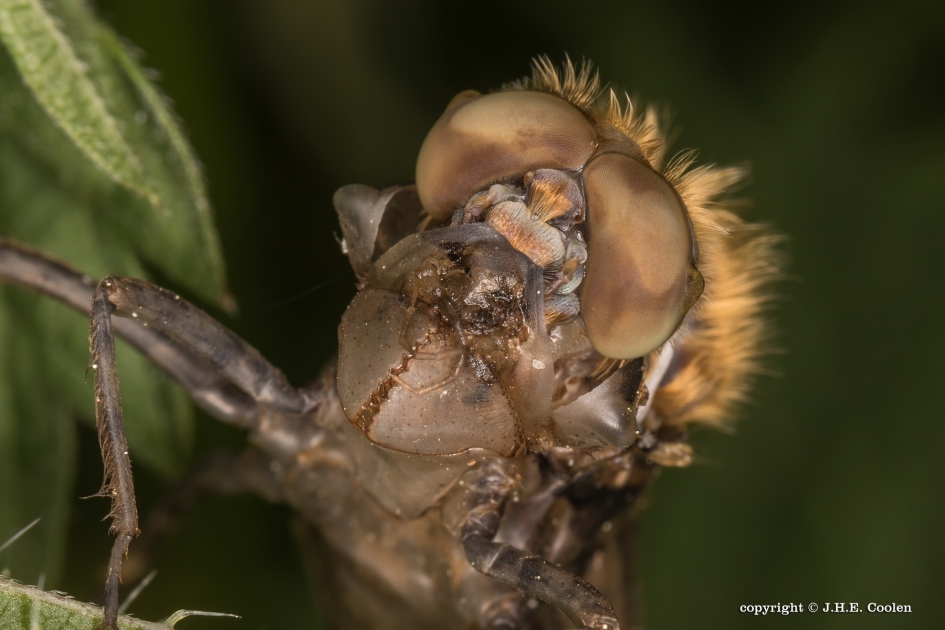 Van oud naar nieuw... - Geleedpotigen - Smaragdlibel