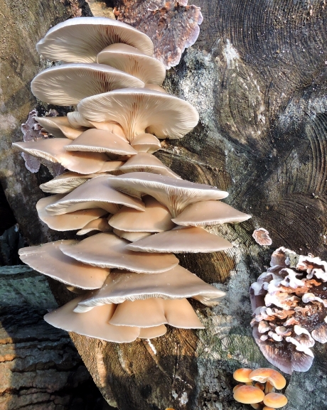 Variatie aan zwammen