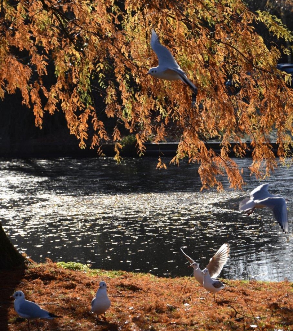 Wachten op brood - Vogels - 