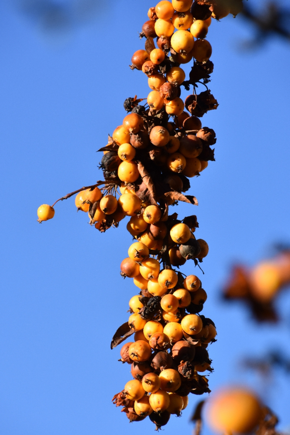 Veel sierappeltjes - Planten - 