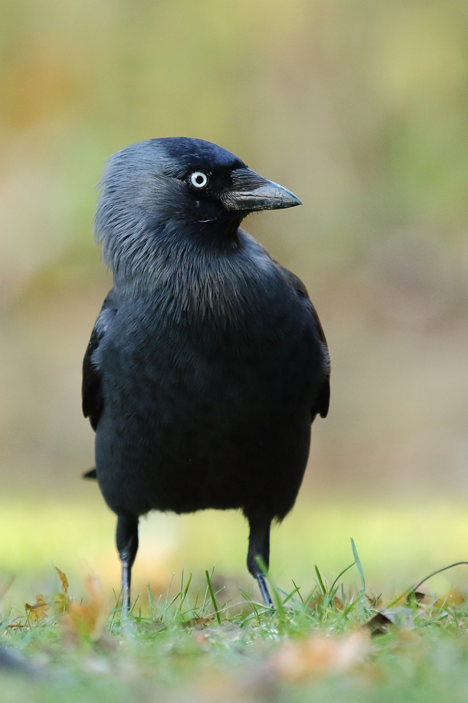 verbaasde kauw - Vogels - 