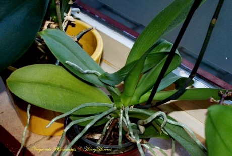 vergroeide phalaenopsis