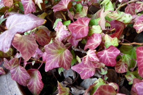Verkleurde hedera