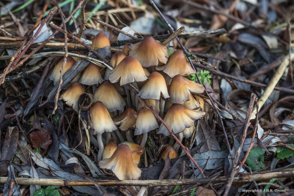 Verlaten... - Schimmels - 