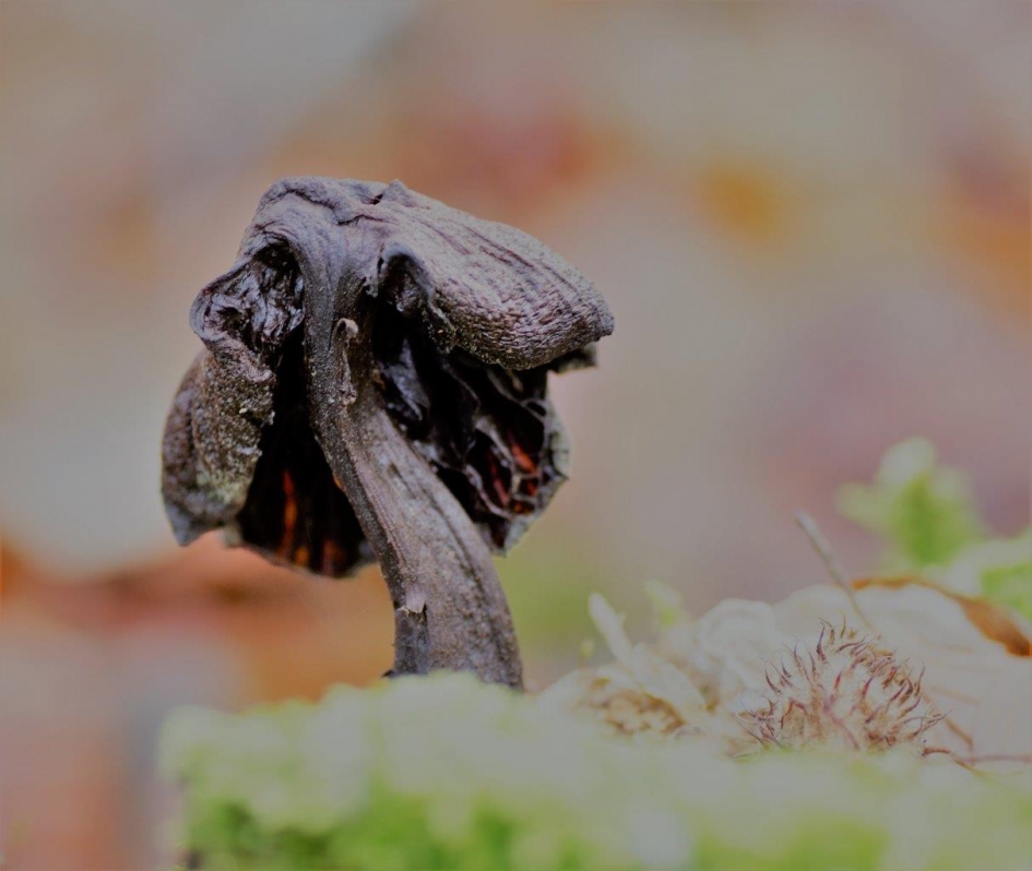 Verwelking - Schimmels - 