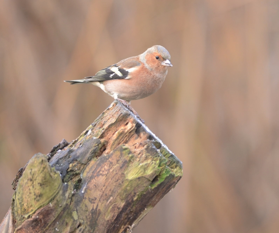 Vink - Vogels - Vink