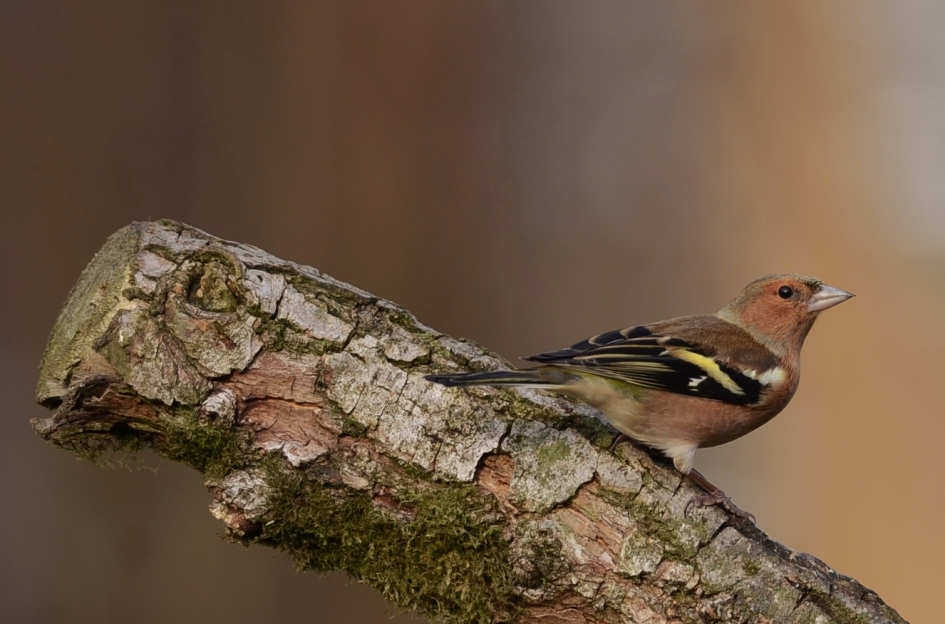 Vink - Vogels - Vink