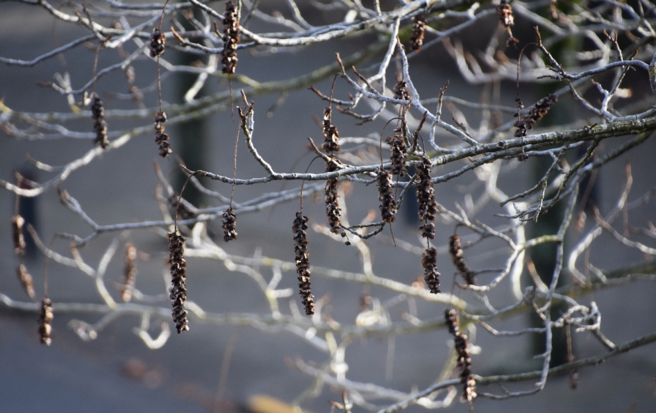 Vleugelnoot - Planten - 