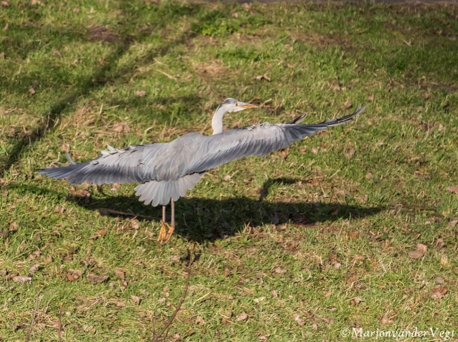 Vlieg op - Vogels - Reiger