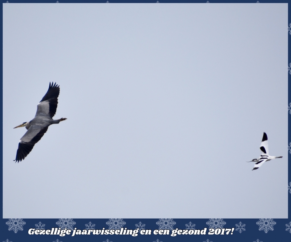 Vliegend het nieuwe jaar in! - Vogels - 