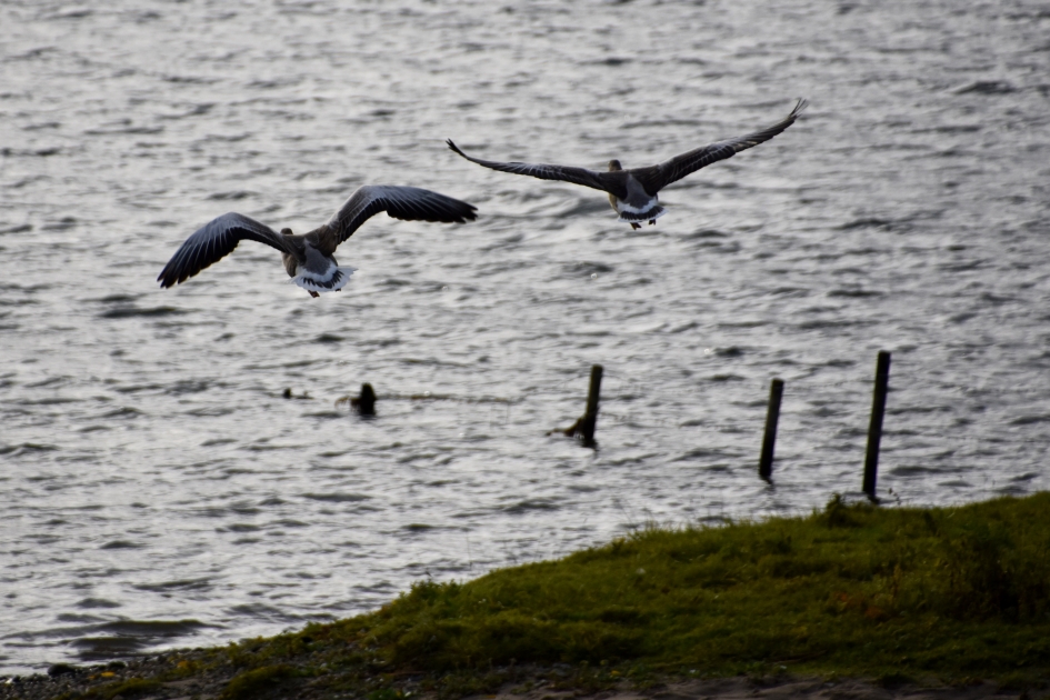 Vliegende ganzen - Vogels - 