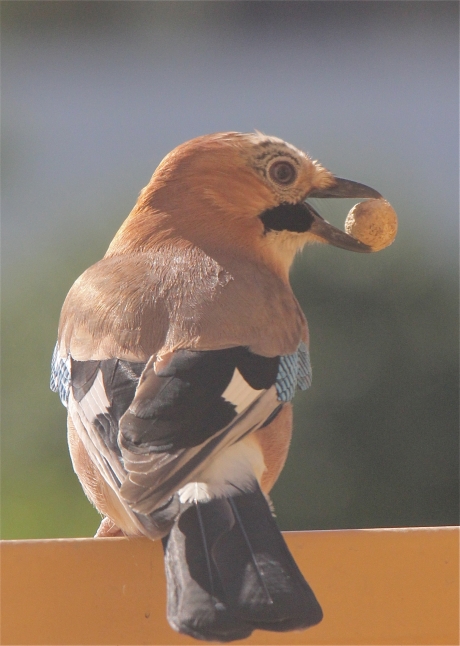 Vogels in de winter