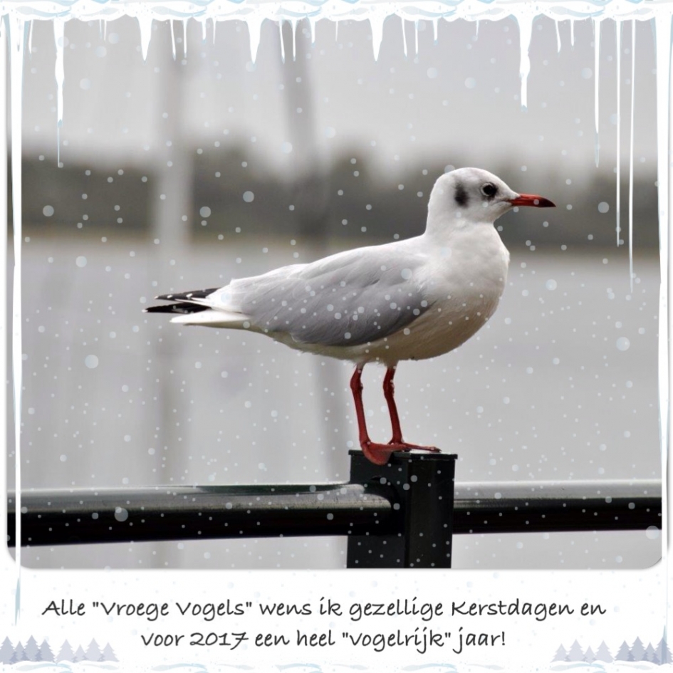 Voor alle Vroege Vogels... - Vogels - 