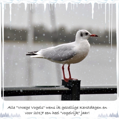 Voor alle Vroege Vogels...