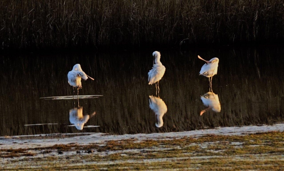 Vreemde standjes - Vogels - Lepelaar