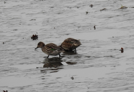 Vrouwtjes wintertaling