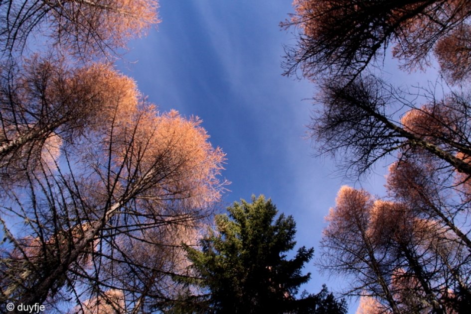 "vuurwerk" - Planten - 