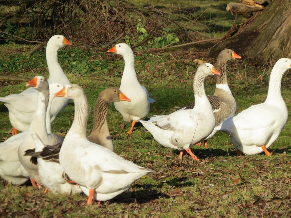 Was het nu links of rechts?? - Vogels - Wilde ganzen