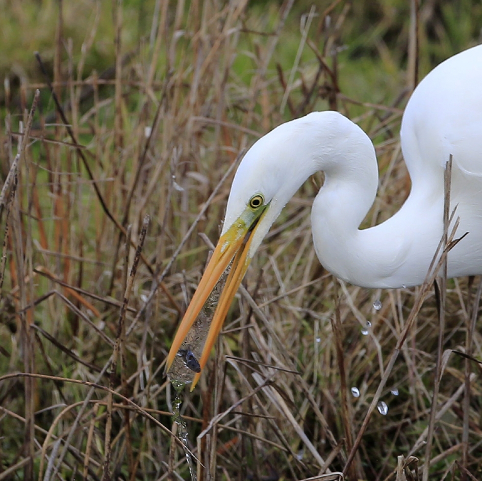 Waterkracht ... - Vogels - Grote Zilverreiger