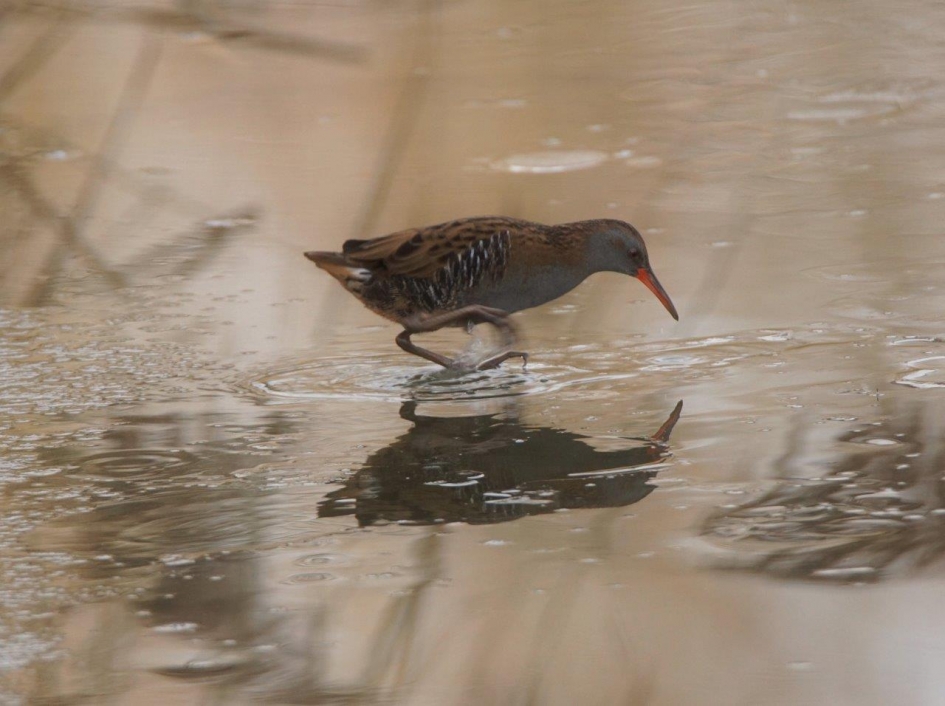 Waterral 3 - Vogels - Waterral