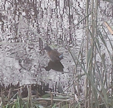 waterral