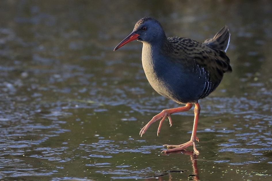 Waterral op 't ijs ... - Vogels - Waterral