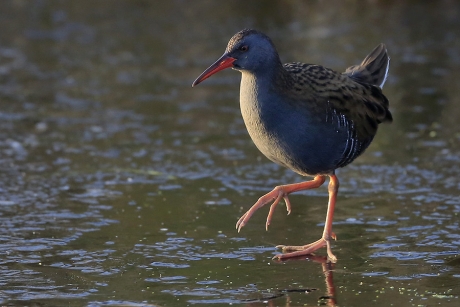 Waterral op 't ijs ...