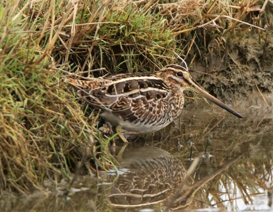 Watersnip - Vogels - Watersnip